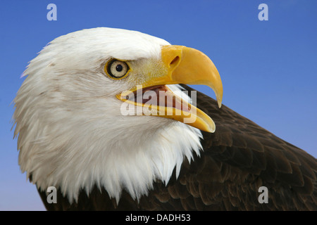 American Bald Eagle (Haliaeetus leucocephalus), portrait, USA, Alaska Banque D'Images