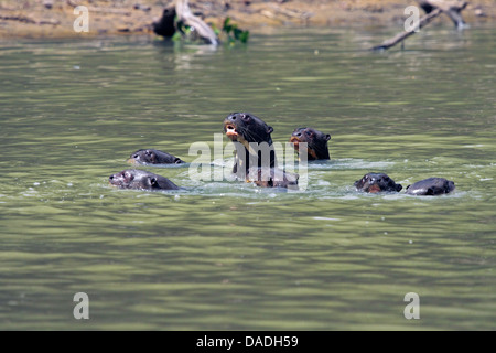 La loutre géante (Pteronura brasiliensis), réunion de famille, au Brésil, Mato Grosso, Pantanal, Rio Cuiaba Banque D'Images