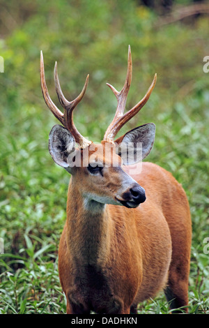 Cerf des marais, marécage deer (Blastocerus dichotomus, Odocoileus dichotomus), buck, Brésil, Mato Grosso, Pantanal Banque D'Images