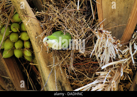 Perruche moine (Myiopsitta monachus), peeping hors de son nid, Brésil, Mato Grosso, Pantanal Banque D'Images