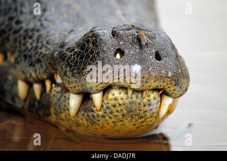 Caïman à lunettes (Caiman crocodilus), dent par une narine, Brésil, Mato Grosso, Pantanal Banque D'Images