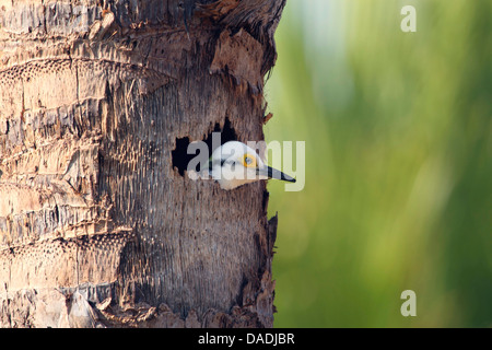 White Woodpecker (Melanerpes candidus), Standing de nid dans un palmier, Brésil, Mato Grosso, Pantanal Banque D'Images