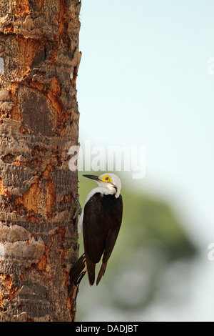 White Woodpecker (Melanerpes candidus), à monter le tronc de l'arbre, le Brésil, Mato Grosso, Pantanal Banque D'Images