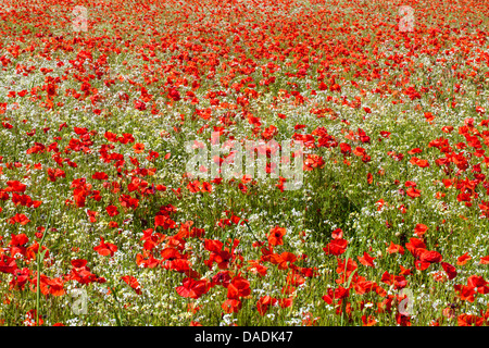 Un fichier de Red Poppies en Angleterre Banque D'Images