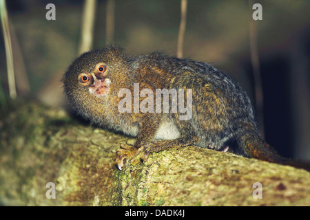 Ouistiti pygmée (Cebuella pygmaea), assis sur une branche, le Pérou, Loreto, Reise Eco River Banque D'Images