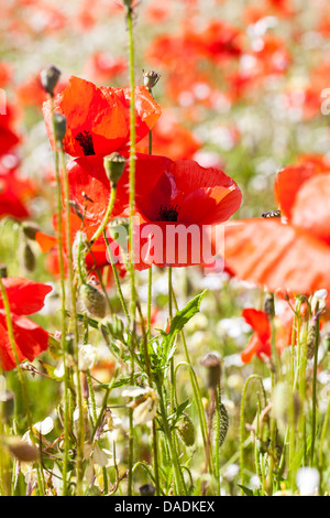 Un fichier de Red Poppies en Angleterre Banque D'Images