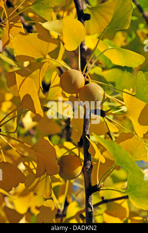 Arbre aux 40 écus, Ginkgo, Arbre de ginkgo, Ginko biloba de ginkgo (arbre), des rameaux avec feuilles de ginkgo et les graines mûres en automne, Allemagne Banque D'Images