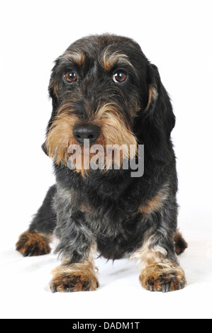 Teckel à poil dur, chien saucisse à poil dur, chien domestique (Canis lupus f. familiaris), vue avant, Allemagne Banque D'Images