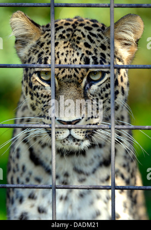 Persian leopard, caucasien leopard (Panthera pardus saxicolor), captive derrière Banque D'Images