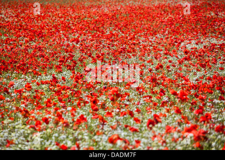 Un fichier de Red Poppies en Angleterre Banque D'Images