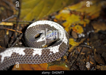 Loup commun serpents, maison commune (serpent Lycodon capucinus), en partie recroquevillé, l'Indonésie, à Aceh, parc national de Gunung Leuser Banque D'Images