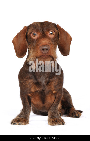 Teckel à poil dur, chien saucisse à poil dur, chien domestique (Canis lupus f. familiaris), assis à poil brun teckel, Allemagne, Nordrhein Westfalen Banque D'Images