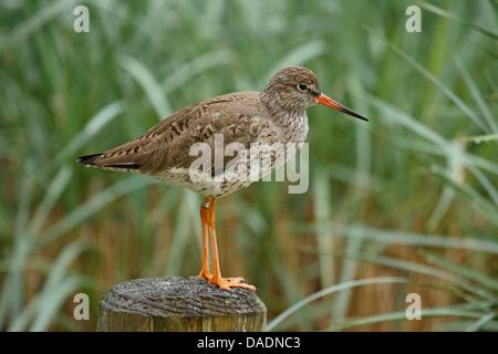 Chevalier gambette (Tringa totanus), debout sur un post, Allemagne Banque D'Images