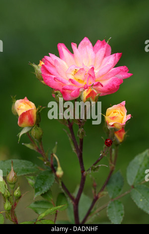 Plantes ornementales rosier (Rosa spec.), rose et jaune fleur rose Banque D'Images