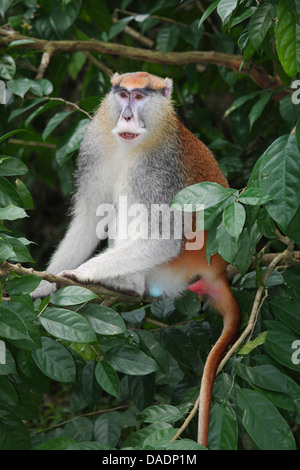 Singe patas de l'Est, rouge Guénon, red monkey, hussar monkey, nisnas (Erythrocebus patas) pyrrhonotus, assis sur un arbre Banque D'Images