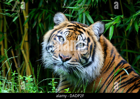 Tigre de Sumatra (Panthera tigris sumatrae), portrait Banque D'Images