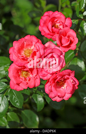 Plantes ornementales rosier (Rosa spec.), Pink Roses Banque D'Images