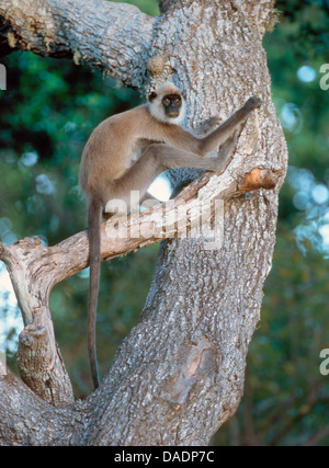 Entelle gris touffetée (Semnopithecus priam), assis sur une branche, Sri Lanka Banque D'Images