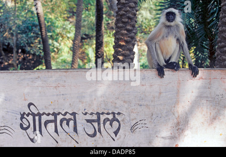 Langur sacré, Indienne, langur Hanuman langur, Plaines du Nord Gray Langur, Hanuman, le singe Langur commun animaux singe écureuil (Semnopithecus, animaux singe), assis sur un mur par un temple, Inde Banque D'Images