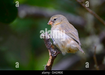 Petit arbre insectivores Finch, petit arbre finch (Camarhynchus parvulus), assis sur une branche, l'Équateur, Îles Galápagos, Isabela Banque D'Images