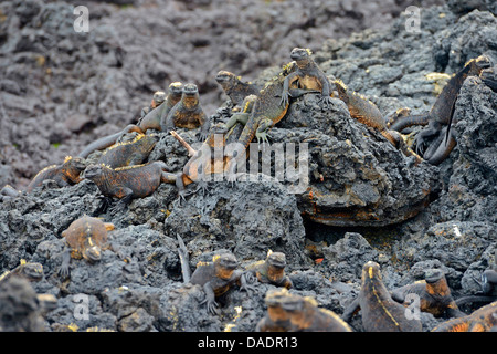 Isabela iguane marin (Amblyrhynchus cristatus albemarlensis Amblyrhynchus cristatus, ssp. albemarlensis), Groupe sur les roches, l'Équateur, Îles Galápagos, Isabella, Puerto Villamil Banque D'Images