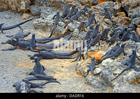 Isabela iguane marin (Amblyrhynchus cristatus albemarlensis Amblyrhynchus cristatus, ssp. albemarlensis), Groupe sur les roches, l'Équateur, Îles Galápagos, Isabela, Puerto Villamil Banque D'Images