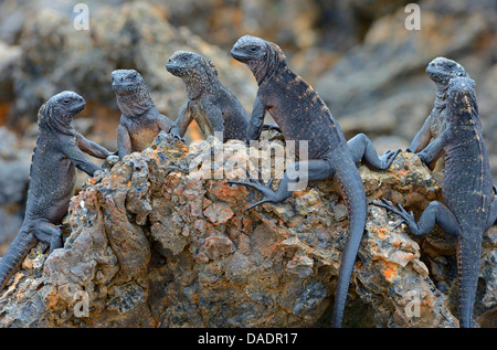 Isabela iguane marin (Amblyrhynchus cristatus albemarlensis Amblyrhynchus cristatus, ssp. albemarlensis), Groupe sur les roches, l'Équateur, Îles Galápagos, Isabella, Puerto Villamil Banque D'Images