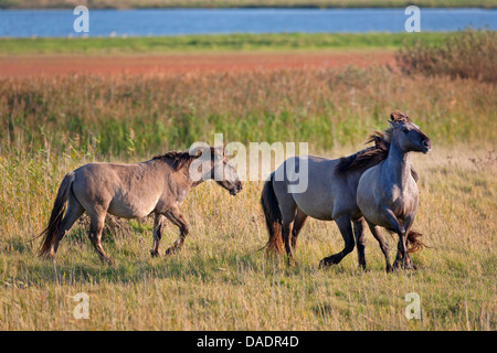Konik Cheval (Equus przewalskii f. caballus), étalons au niveau territorial lutte, l'Allemagne, Schleswig-Holstein, NSG Woehrdener Loch Banque D'Images