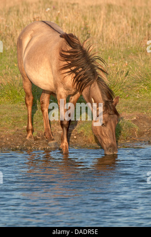 Konik Cheval (Equus przewalskii f. caballus), mare debout à la rive et de boire, de l'Allemagne, Schleswig-Holstein, elle Woehrdener Loch Banque D'Images