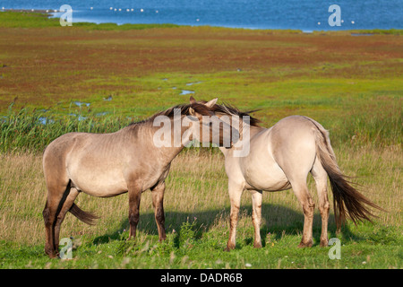 Konik Cheval (Equus przewalskii f. caballus), deux étalons dans un pré et se quereller les uns avec les autres, l'Allemagne, Schleswig-Holstein, elle Woehrdener Loch Banque D'Images