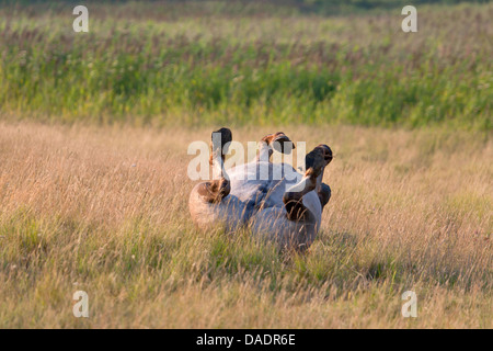 Konik Cheval (Equus przewalskii f. caballus), étalon weltering sur l'herbe, l'Allemagne, Schleswig-Holstein, elle Woehrdener Loch Banque D'Images