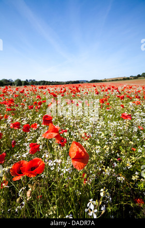 Un champ de coquelicots rouges Banque D'Images