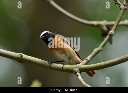 - Phoenicurus phoenicurus Rougequeue mâle dans l'arbre Banque D'Images