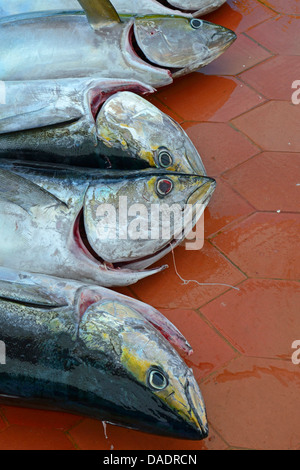 Le thon jaune, le thon blanc, le thon à nageoires jaunes (Thunnus albacares), frais pêché le thon, l'Équateur, Îles Galápagos, Santa Cruz, Puerto Ayora Banque D'Images