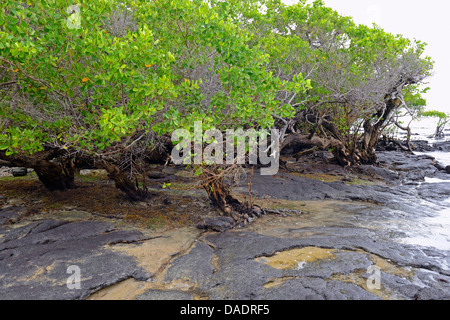 La Mangrove blanche (Laguncularia racemosa), les mangroves, l'Équateur, Îles Galápagos, Isabela Banque D'Images