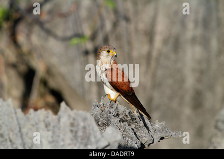 Madagascar crécerelle (Falco newtoni), kestrel est en appui sur les Tsingys, Madagascar, de la réunion, le Parc National Tsingy de Bemaraha Banque D'Images