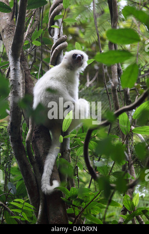 Propithèque soyeux (Propithecus candidus), assis dans un arbre, à Madagascar, le Parc National de Marojejy, Antsirananana Banque D'Images