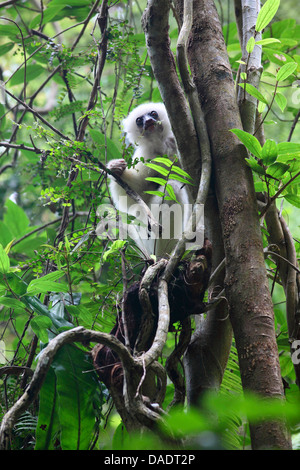 Propithèque soyeux (Propithecus candidus), assis dans un arbre et se nourrir de petites feuilles, de Madagascar, le Parc National de Marojejy, Antsirananana Banque D'Images