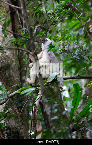Propithèque soyeux (Propithecus candidus), assis dans un arbre, à Madagascar, le Parc National de Marojejy, Antsirananana Banque D'Images