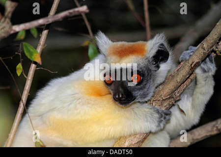 Propithèque à couronne dorée, le propithèque de Tattersall (Propithecus tattersalli), assis sur une branche, Madagascar, Antsiranana, Daraina Banque D'Images