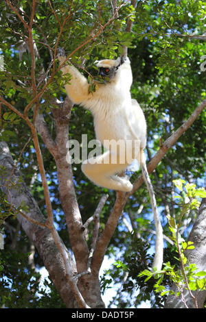 Propithèque à couronne dorée, le propithèque de Tattersall (Propithecus tattersalli), grimper sur un arbre, Madagascar, Antsiranana, Daraina Banque D'Images
