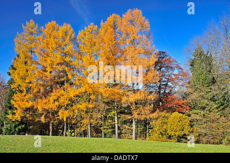 Le mélèze commun européen, mélèze (Larix decidua, Larix europaea), fréquent des mélèzes en automne à Hofmannsruh point de vue, l'Allemagne, Bavière, Allgaeu, Oberstdorf Banque D'Images