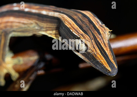 Leaftail bordée, Gecko gecko à queue de feuille doublée (Uroplatus lineatus), portrait, Madagascar, Antsiranana, le Parc National de Marojejy Banque D'Images