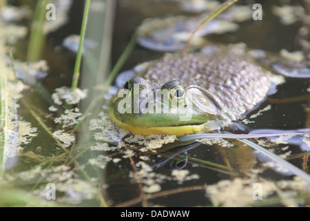 Grenouille camouflés dans l'eau