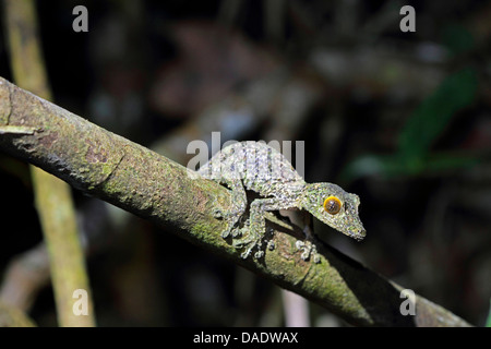 Régime commun forfaitaire des tail gecko (Uroplatus fimbriatus), juvénile est assis sur une branche, Madagascar, Antsiranana, le Parc National de Marojejy Banque D'Images