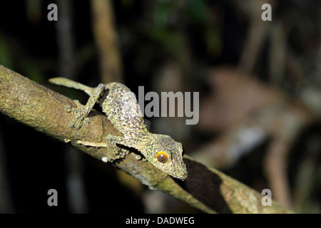 Régime commun forfaitaire des tail gecko (Uroplatus fimbriatus), juvénile est assis sur une branche, Madagascar, Antsiranana, le Parc National de Marojejy Banque D'Images