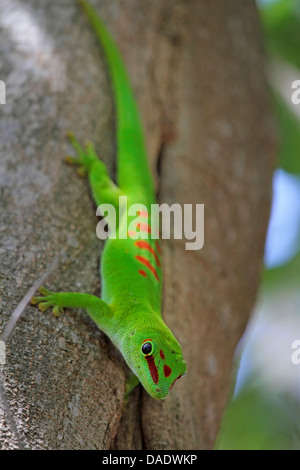 Gecko géant de Madagascar (Phelsuma madagascariensis jour grandis, Phelsuma grandis), est assis sur le tronc de l'arbre à l'envers, Madagascar, Antsiranana, le Parc National de Marojejy Banque D'Images