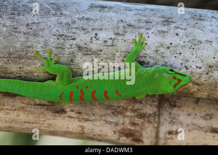 Gecko géant de Madagascar (Phelsuma madagascariensis jour grandis, Phelsuma grandis), est assis sur le bambou, Madagascar, Antsiranana, Vohémar Banque D'Images