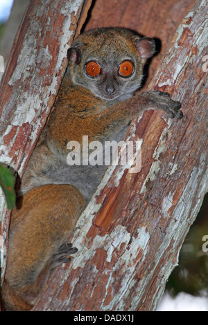 L'Ankarana (Lepilemur ankaranensis), dans un tronc d'arbre creux, Madagascar, Antsiranana, forêt classée Andrafiamena Banque D'Images