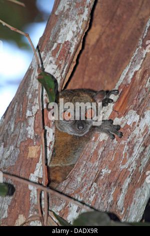 L'Ankarana (Lepilemur ankaranensis), dans un tronc d'arbre creux, Madagascar, Antsiranana, forêt classée Andrafiamena Banque D'Images